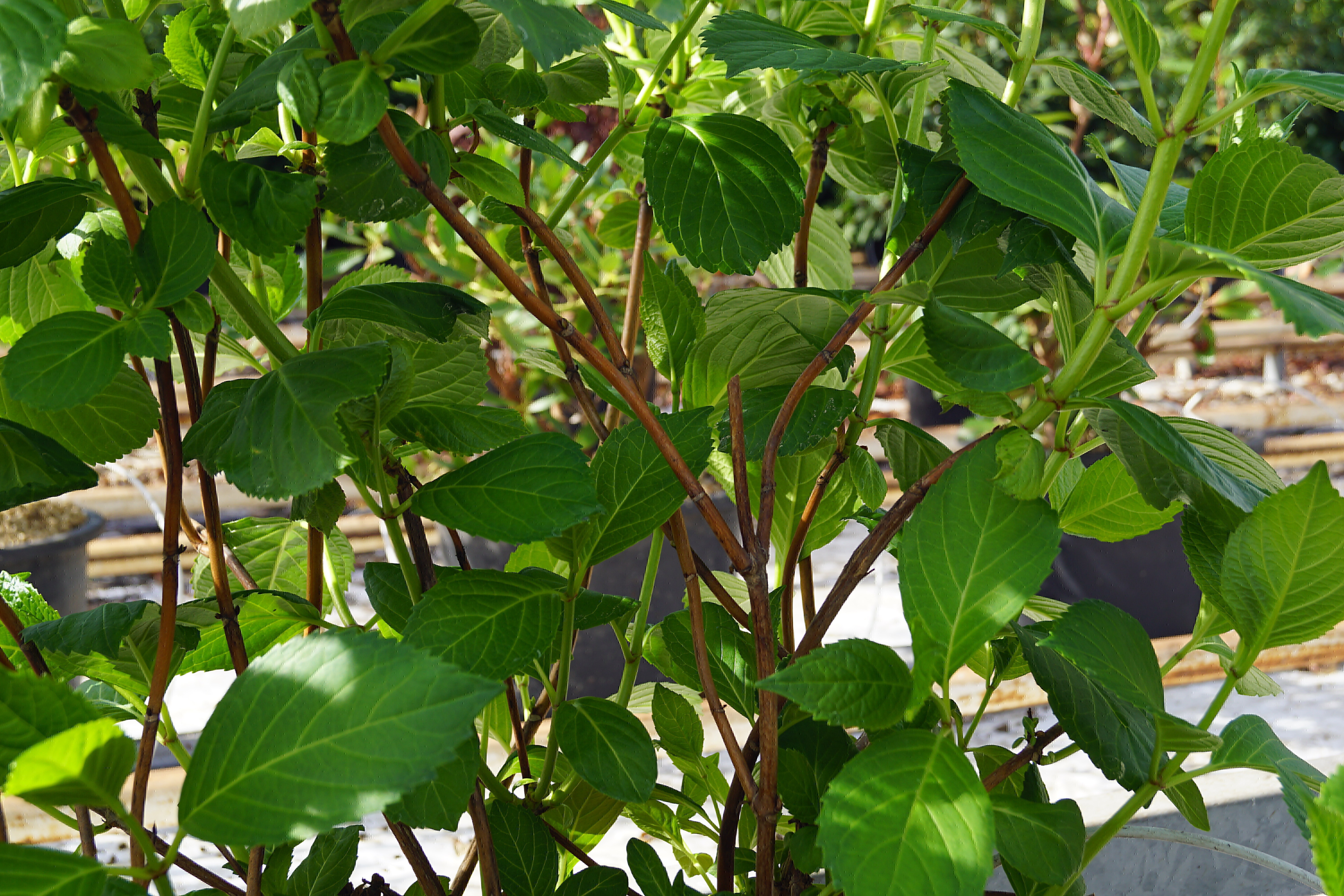 Hydrangea paniculata 'Limelight' (2)-1